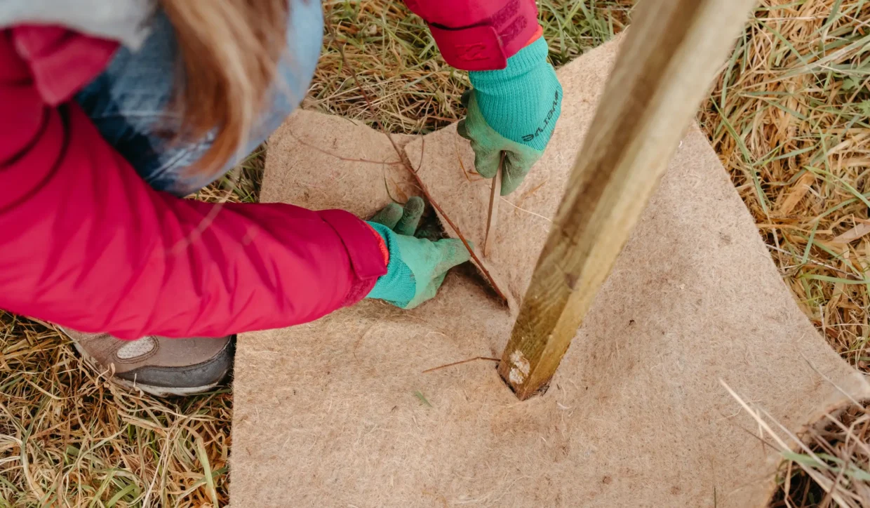 A volunteer securing the base of a post on a co-forest site.